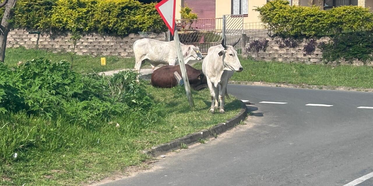 Steps to address cattle roaming in Marburg
