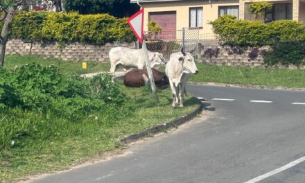 Steps to address cattle roaming in Marburg